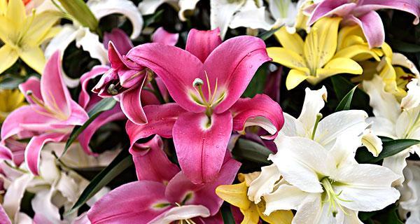 百合花的象征意义及传统文化内涵（从古至今）