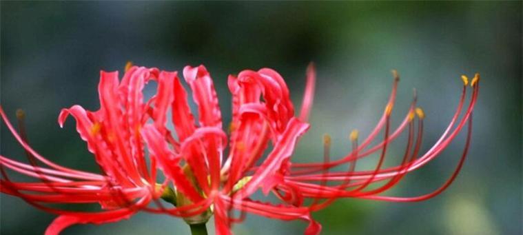 遗忘之花——银莲花的花语（以银莲花为象征）