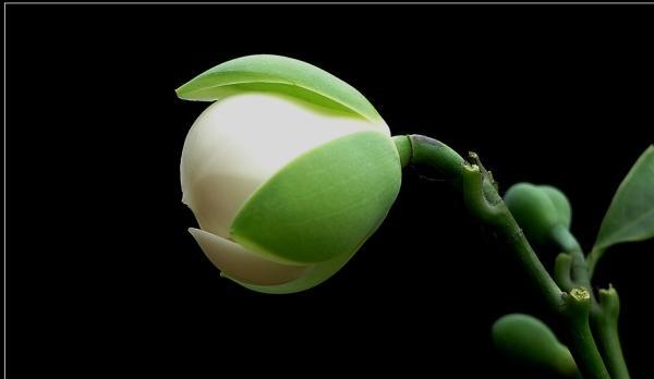 遗忘之花——银莲花的花语（以银莲花为象征）