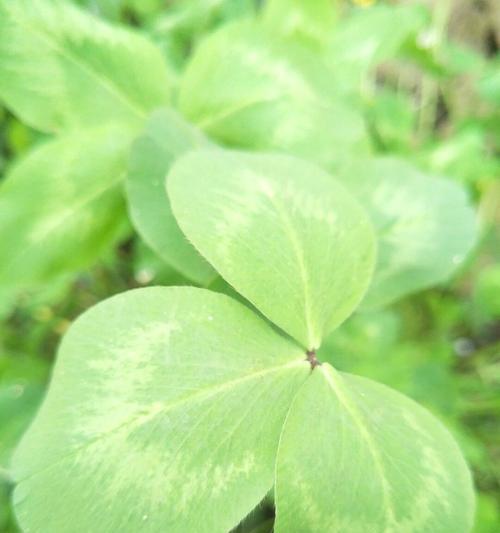 三叶草的神秘含义与花语（探索幸运的符号与希望的象征）