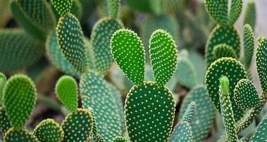 仙人掌生长在哪里？它们喜欢什么样的环境条件？