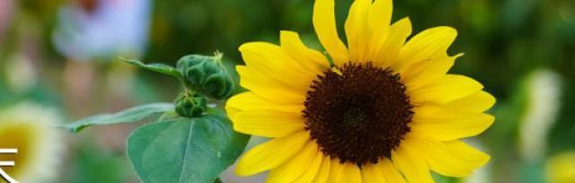 以太阳花的寓意和象征（探寻以太阳花的美丽和意义）