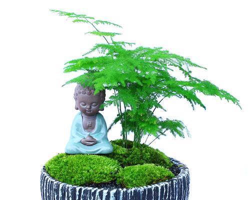 以文竹的盆栽与人生哲理（探寻以文竹盆栽背后的深刻寓意）