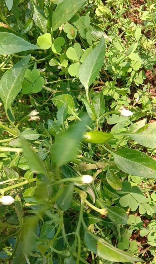 香樟树繁殖播种和扦插方法是什么？如何成功繁殖香樟树？