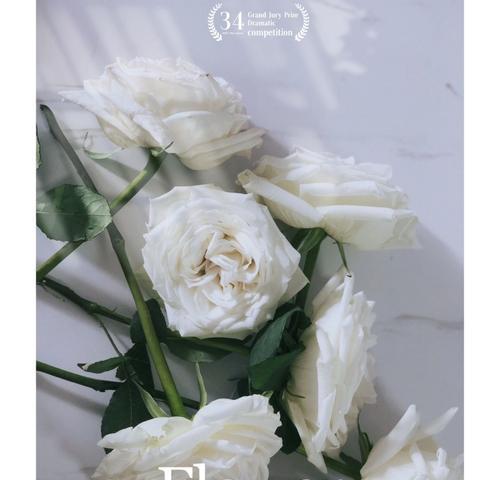 白瑰玫的花语——纯洁、纯真与无悔（用白瑰玫传递的美丽情感）
