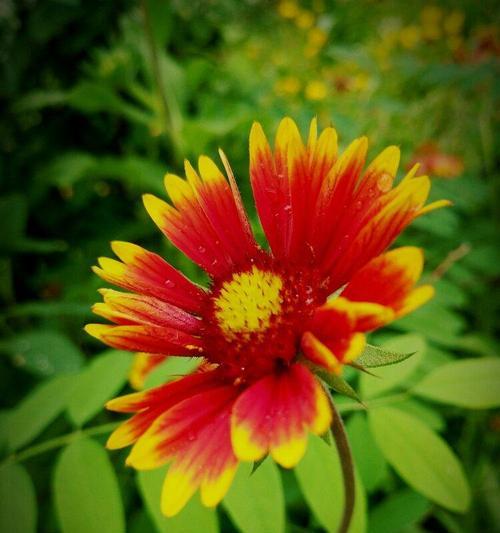 天人菊花语——寓意与象征的美丽世界（解读天人菊花语）