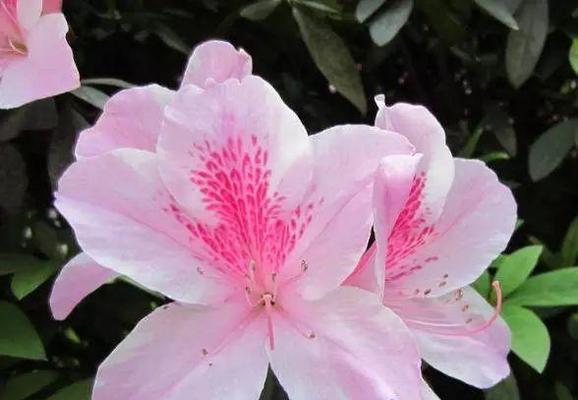 杜鹃花的意义与象征（以杜鹃花为媒介的情感表达与生命寓意）