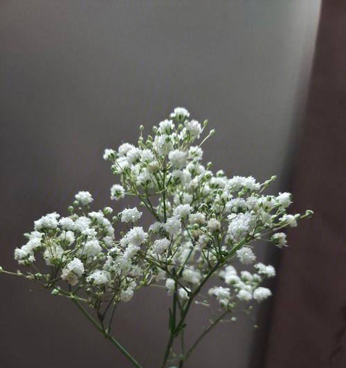 满天星花语大全（探寻满天星花朵的15种含义）