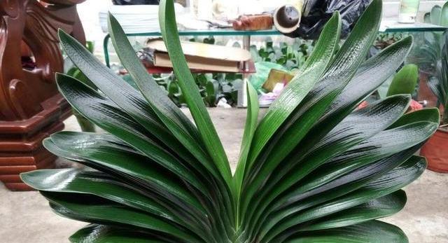 君子兰是否需要避免阳光直射？晒太阳对君子兰的影响是什么？