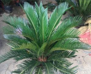 铁树冬季养护指南：冬天能否放在室外？