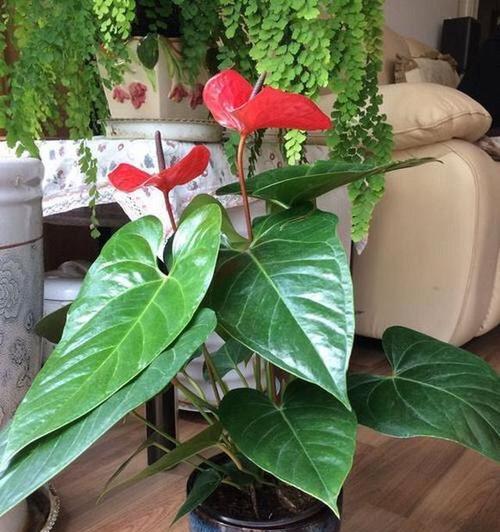 红掌喜欢阳光吗？光照条件对红掌生长的影响是什么？