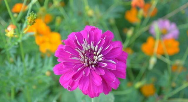 等我——以满天星花的花语为主题的文章（满天星）