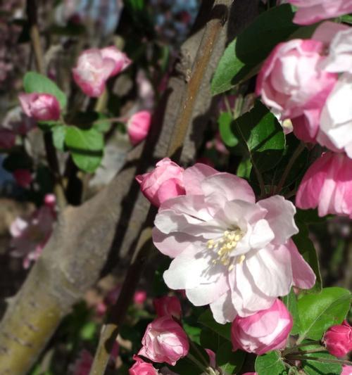 海棠不开花是什么原因？如何解决海棠不开花的问题？
