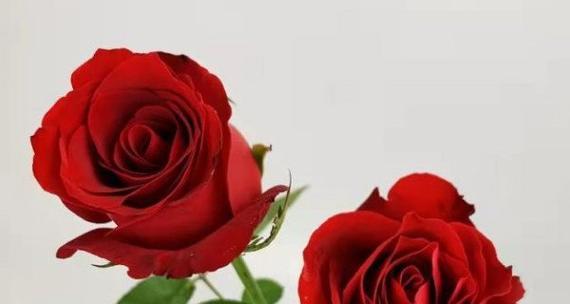 玫瑰的含义与象征（探索玫瑰的深层意义）