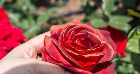 玫瑰的含义与象征（探索玫瑰的深层意义）