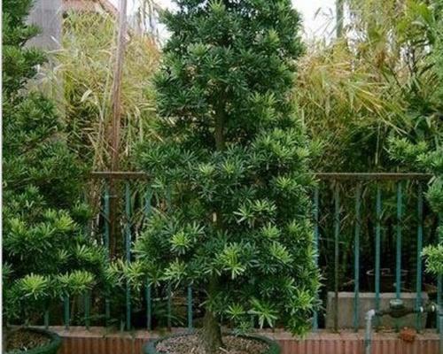 深入解读罗汉松的寓意（探索罗汉松背后的象征意义）