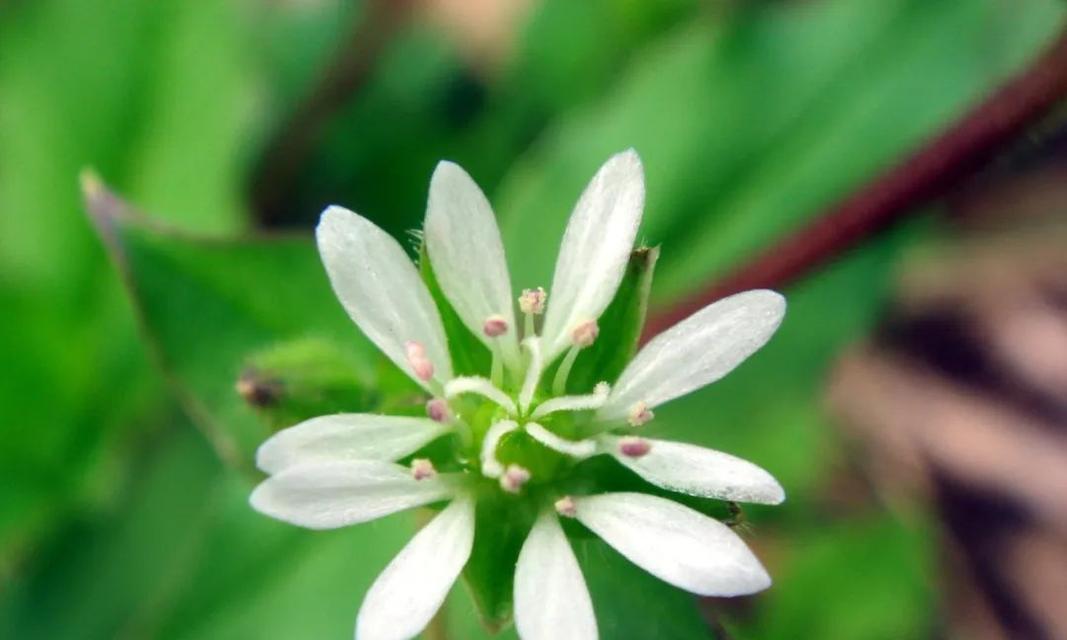 惊蛰时节，探寻那些代表春天的植物（追寻初春的痕迹）