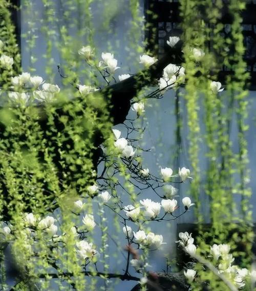 惊蛰时节，探寻那些代表春天的植物（追寻初春的痕迹）