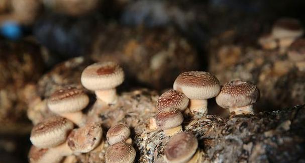 香菇生长的理想温度是多少度？如何控制温度以优化生长环境？