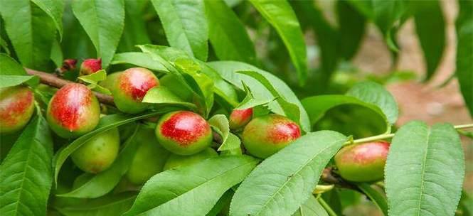 桃树生长需要哪些环境条件？其生长特点是什么？