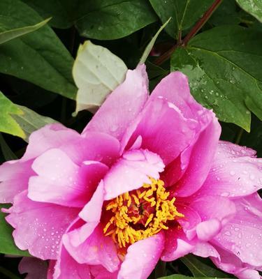 探索牡丹花语的丰富内涵(以黑牡丹、粉牡丹、黄牡丹为例)