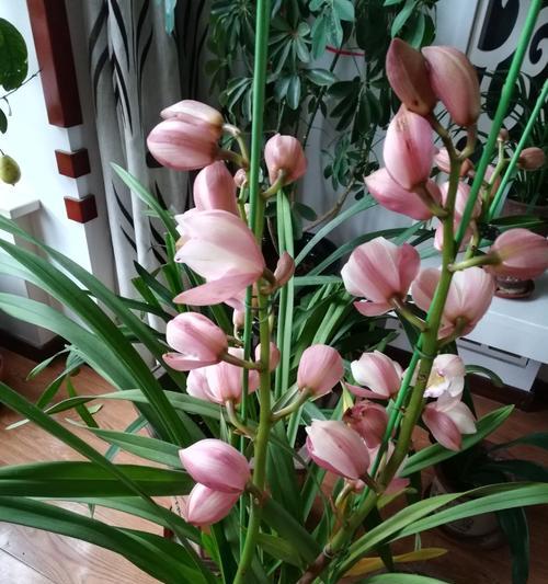 寄托平安祝福的花语（以花朵传递平安祝福）