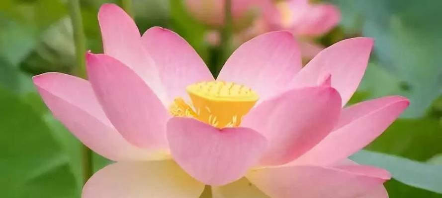 寄托平安祝福的花语（以花朵传递平安祝福）