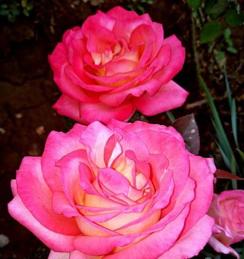寄托平安祝福的花语（以花朵传递平安祝福）
