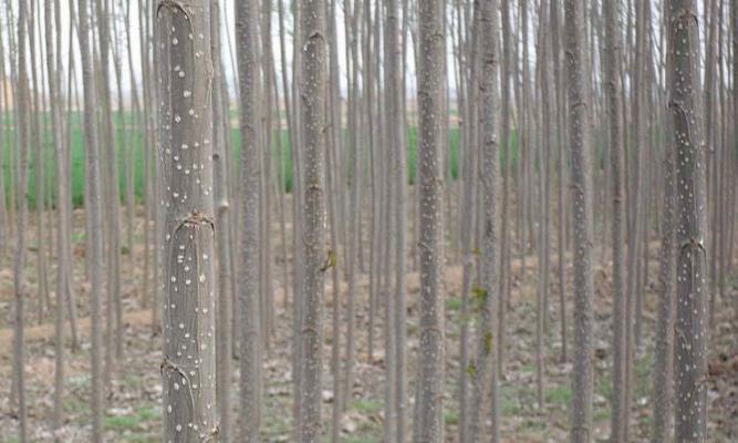 杨树的生长周期是多长时间？如何科学管理杨树生长？