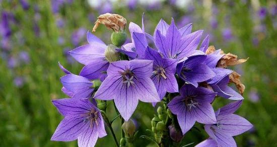 神明花语之崇拜与祈祷（以菊花为主题的神明花语）