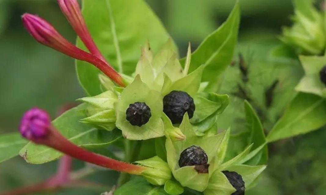 地雷花是一年生还是多年生？如何区分和养护？
