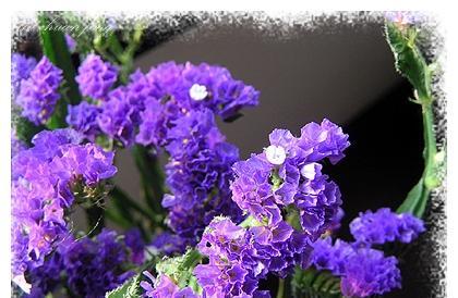 勿忘我的花语含义是什么?如何正确解读勿忘我花语?_花植网