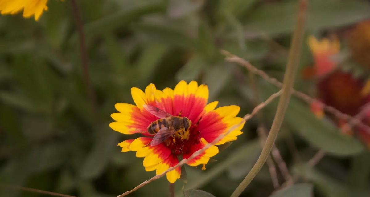 开心如花（以向日葵为主题的花语）