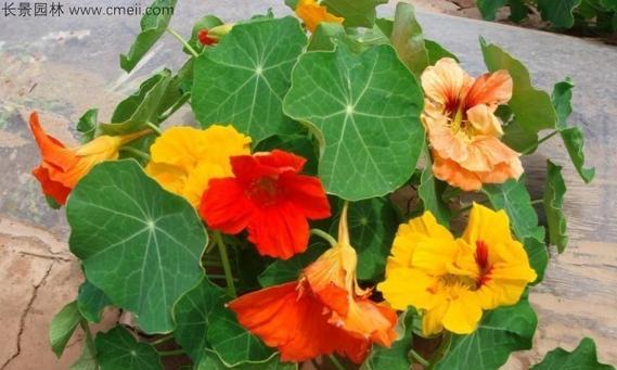 旱金莲的花期是什么时候？如何延长花期？