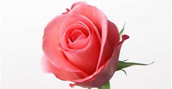 四朵玫瑰的花语与含义（解读四朵玫瑰的深层寓意）