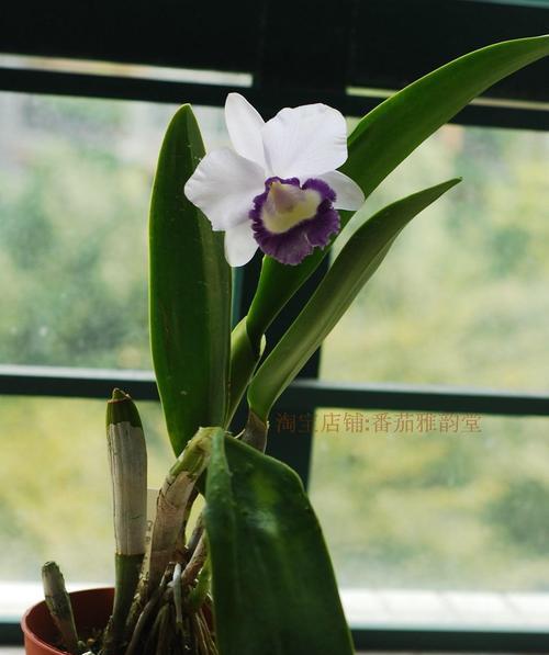 卡特兰一年开几次花？如何确保其开花周期？