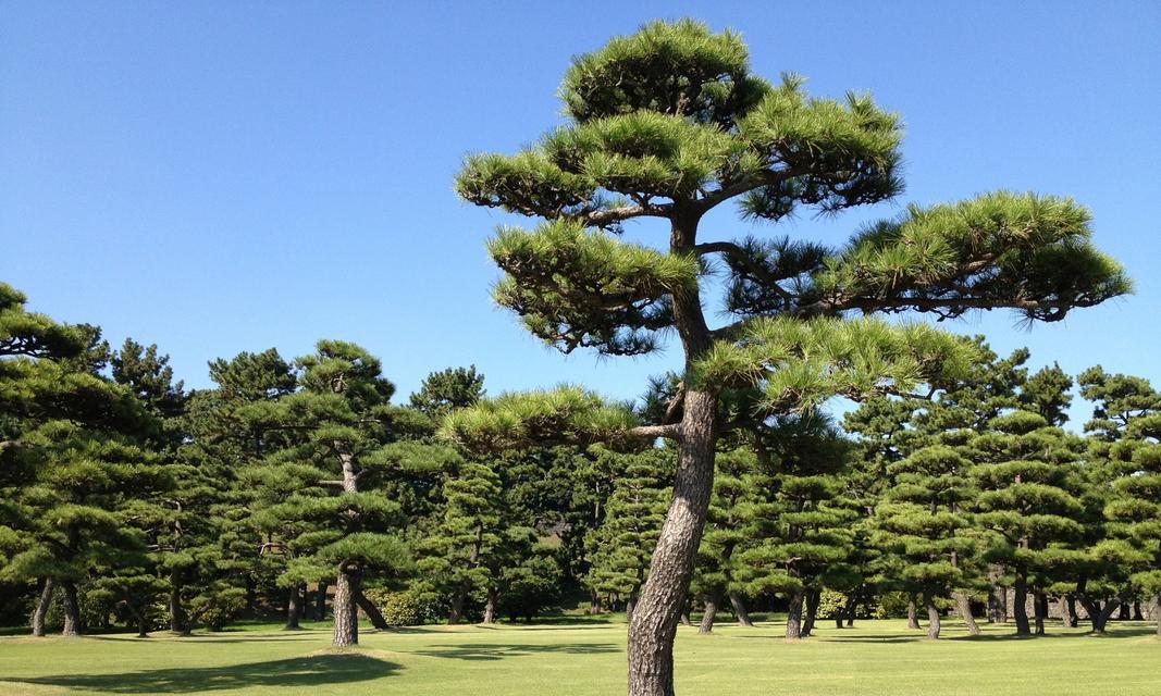 松树的生长环境是什么？哪些地方条件最适合松树生长？