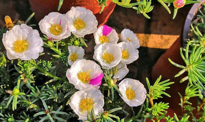 以太阳花的寓意与象征意义（探索太阳花的希望与勇气）