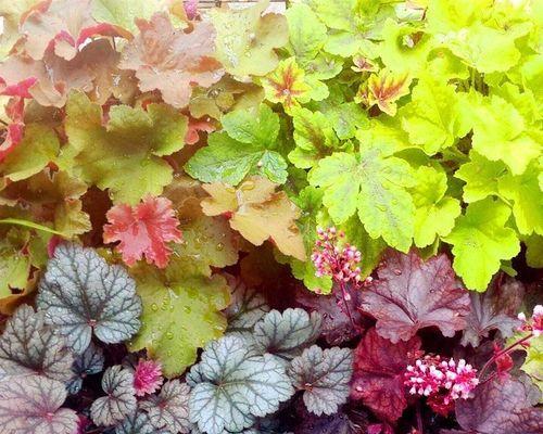 矾根花期是什么时候？如何延长其观赏期？