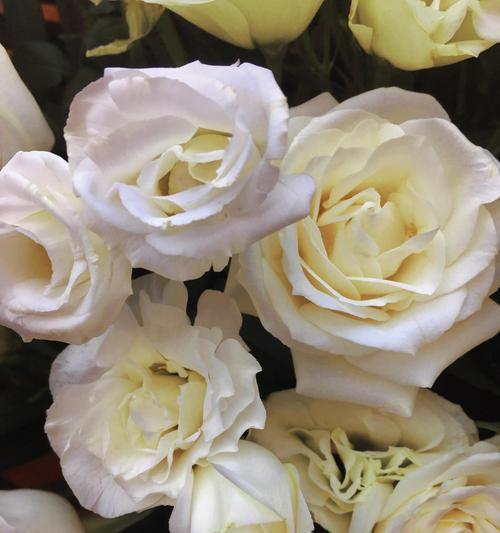 白蔷薇花语的深意(白蔷薇的美丽与纯洁) 白蔷薇花语的深意(白蔷薇的美丽与纯洁)