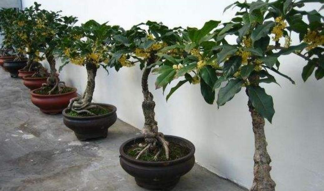 桂花用什么盆栽好？如何选择合适的盆栽容器？