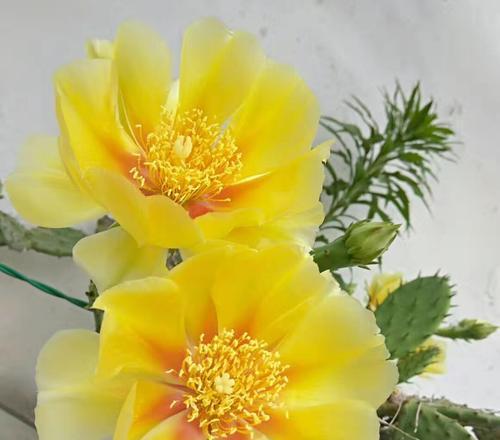 探秘仙人掌的神奇之处(解读仙人掌开花的奥秘)