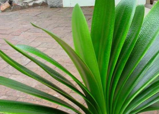 君子兰是哪个国家的国花？它有哪些独特之处？