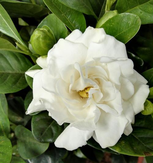 栀子花开，寓意着什么（探寻栀子花盛开的象征与内涵）