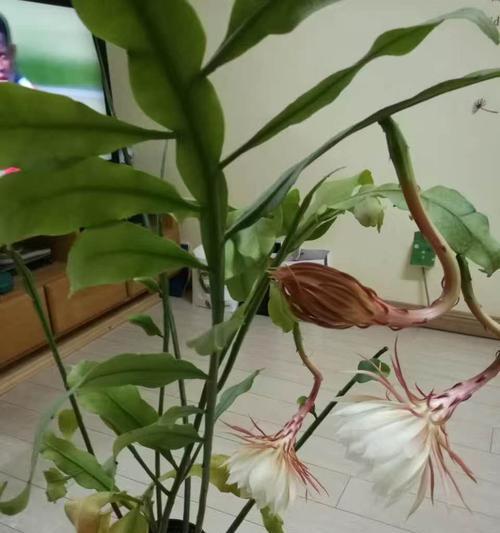 昙花之意——不同昙花种类的含义探析（探究昙花之谜）