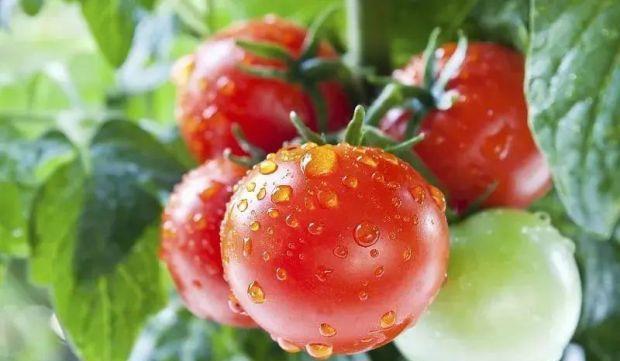 番茄不能与什么食物搭配食用？常见食物相克有哪些？