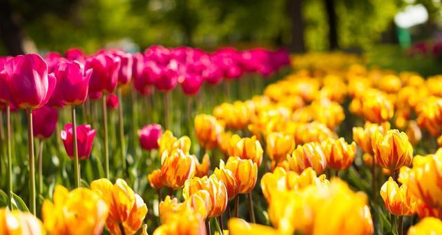 郁金香赠送的含义及象征（传递爱与感激的美丽花语）