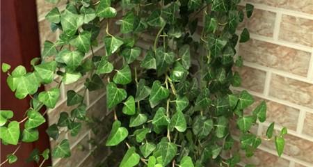 常春藤繁殖方法有哪些?繁殖过程中应注意什么问题?