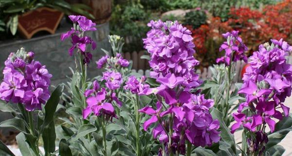 紫罗兰花语（以花语为媒）