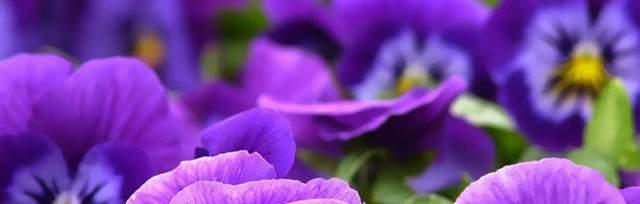 紫罗兰花语图片大全（探索紫罗兰花语的美丽世界）